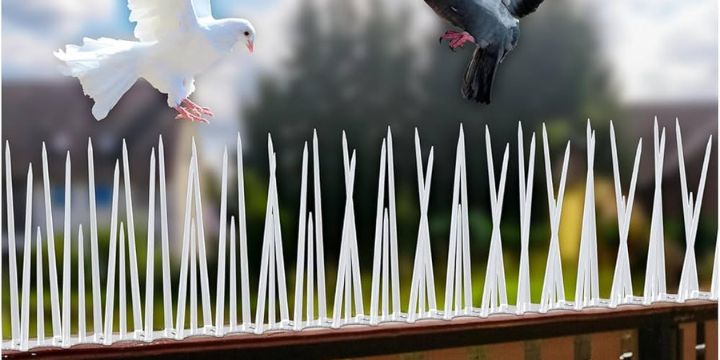 Pigeon Control Spikes in Hebbal