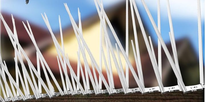 Bird Control Spikes in Hebbal
